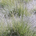 Sustainable ranching practices have led to the restoration of native grasses