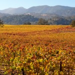 The fall colors in the vineyards surrounding ziplines