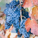 During the summer and fall, you will see our wine grapes