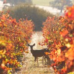 Wildlife corridors on the ranch allow for connected habitats.