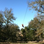 Soaring over native oaks on the Woodlander zipline.