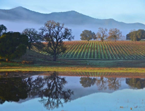 Rain or Shine, It’s Time to Zipline!
