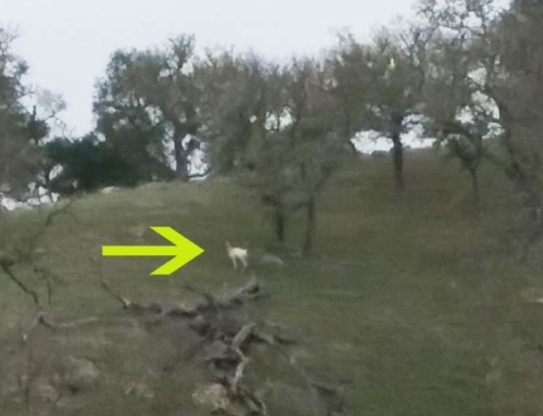 Wait, What Is That!?