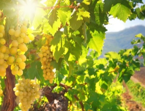 SLO Down Your Life and Make San Luis Obispo Your Next Winery Destination