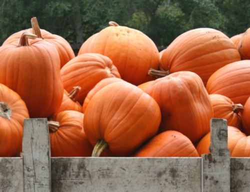 Things to Do in San Luis Obispo This Fall